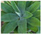 Agave attenuata - 10 Samen