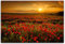 120x80cm Leinwandbild Sommerwiese Mohnblumen beim blühen auf Feld bei Sonnenuntergang. Leinwand auf Holzrahmen