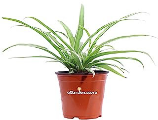 Pianta di Chlorophytum Comosum Variegatum Pianta di Clorofito Variegato Pianta Ragno pianta da interno pianta da appartamento pianta ornametntale di Clorofito pianta vera venduta da eGarden.store