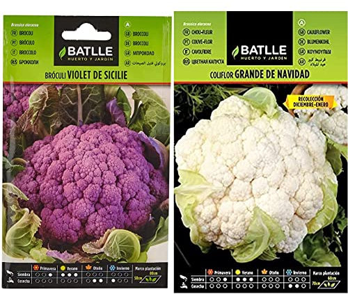 Broculi VIOLET DE SICILE & Coliflor grande NAVIDAD (dic-en)