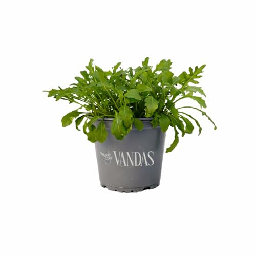 VANDAS Rucola Selvatica – Pianta Aromatica in Vaso 14 cm | Ruchetta dal Sapore Intenso | Ideale per Orto e Balcone