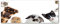 Tulup Impression sur Verre 125x50 cm Image Tableau Photo décorative panoramique pour la Cuisine et Le Salon - Animaux - Animaux Domestiques - Noir
