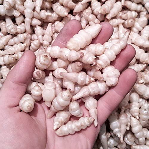 Benoon Crosne Seeds, 50 Stück/Beutel Crosne Seeds Safe Prolific Staude Frische Chinesische Artischocken-Gemüsesämlinge Für Den Garten Samen