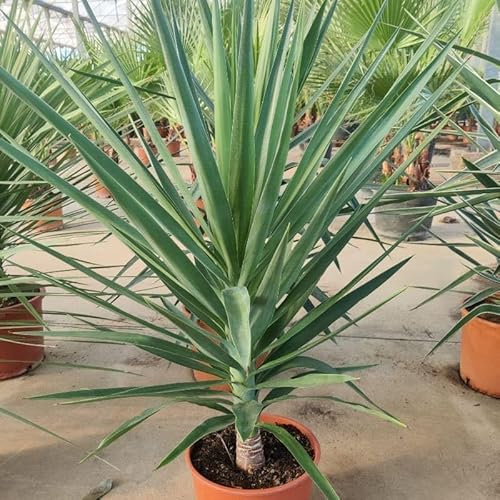 YUCCA Elegans Natural con Maceta Marrón | Planta Interior y Exterior 80-100 cm | Planta Decorativa Resistente y de Fácil Cuidado | Planta Alta Estilo Moderno para Hogar, Oficina y Jardín