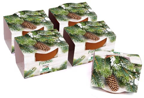 Bull & Bear 5er Set Mini Pflanzset Fichte, Fichtensamen im Topf 4,5cm, Baum Anzuchtset mit Pflegeanleitung