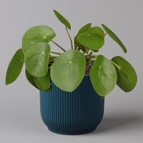 Pflanzen Kölle Pilea peperomioides in Übertopf Vibes blau, Topf-Ø 12 cm, H: ca. 20 cm