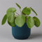 Pflanzen Kölle Pilea peperomioides in Übertopf Vibes blau, Topf-Ø 12 cm, H: ca. 20 cm