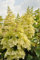 Rispenhortensie Candlelight Hydrangea paniculata im 3L Topf | Winterharte, pflegeleichte Blütenstaude mit duftenden, cremeweißen Blüten | Ideal für Garten, Terrasse&Kübel - Sommerblühender Zierstrauch