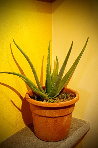 ALOE VERA Barbadensis Miller pianta di 2 anni LUNGHEZZA MAX FOGLIE CM 35