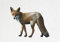 Half a Donkey The Big Fox - Large Cotton Tea Towel