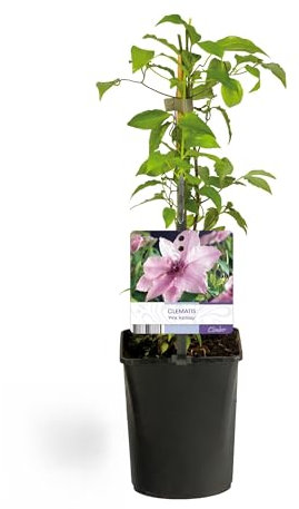 Kletterpflanze - Clematis Pink Fantasy - Blüte Rosa - Wenig Pflege - 2 Pflanzen - 30-40cm - Ø10cm - Gartenpflanze