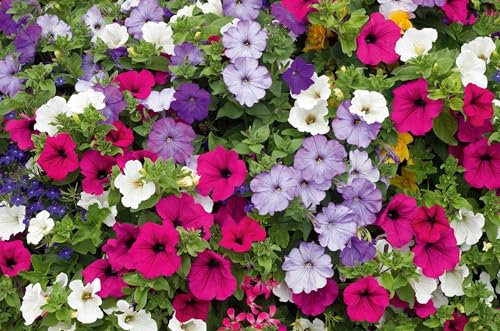 Semi fiori PETUNIA PENDULA BALCONI MIX In Busta Ermetica MADE IN ITALY Qualità superiore con 95% di germogliazione con istruzioni