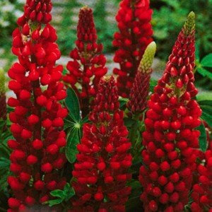 Lupine, Lupinus polyphyllus ´Edelknabe´