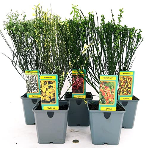 POWERS TO FLOWERS - GINESTRA 5 VARIETA': BIANCA, ROSSA, GIALLA, ARANCIONE, BICOLORE, piante vere