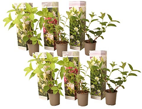 Plant in a Box - Hydrangea Paniculata Mix x6 - Hydrangea Paniculata 'Pink Lady', 'Phantom', 'Silver Dollar' - ¡Perfecta para el jardín! - Maceta 9cm - Altura 25-35cm