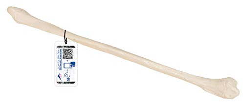 3B Scientific Menschliche Anatomie - Wadenbein + kostenlose Anatomie App - 3B Smart Anatomy
