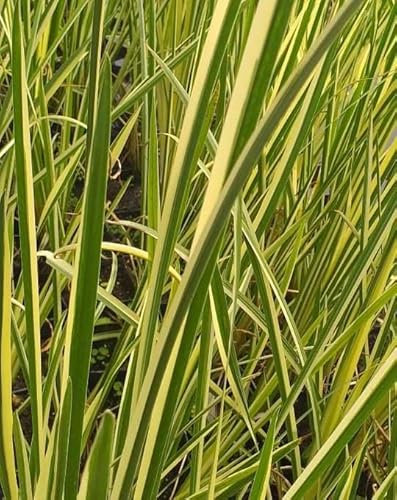Lincolnshire Pond Plants Ltd - Marginal Aquatic Pond Plant - (Acorus Calamus VAR) - Plug