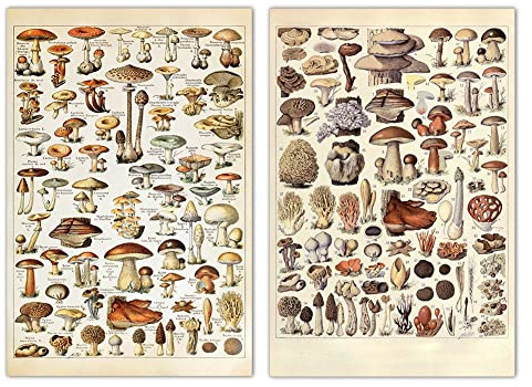 Stakee 2 Pcs Vintage Pilzplakat -wanddekoration Pilzdruck Und Botanisches Poster Animal Botanical Print Und Botanical Poster (30 * 40 cm)