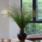 400 pcs Rutenhirse Northwind Samen, Panicum virgatum, seltene pflanzen, winterharte stauden gräser winterhart mehrjährig exotische pflanzen, balkon pflanze winterharte kübelpflanzen,