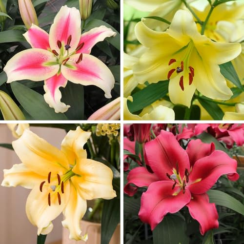 YouGarden Skyscraper Lily Collection, 12 Bulbs Size 16/18, Fragrant Summer Garden Colour, Hardy Patio Plants