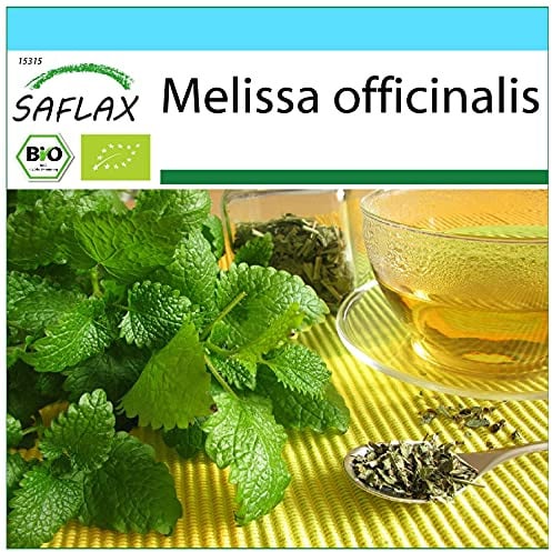 SAFLAX - Geschenk Set - BIO - Zitronenmelisse - 1000 Samen - Mit Geschenk- / Versandbox, Versandaufkleber, Geschenkkarte und Anzuchtsubstrat - Melissa officinalis