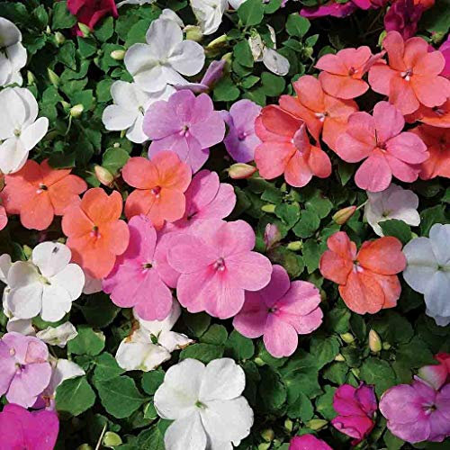 25 Impatiens Walleriana Busy Lizzie Dwarf Mix Seeds - 25 Seeds