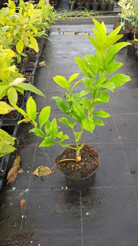 Citrus limon 'Lunario' greffé sur Poncirus trifoliata/Citronnier 4 Saisons 'Lunario' / Conteneur de 1 à 2.9 litres/Touffe