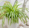 40 graines de plantes Chlorophytum