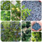 Semi di mirtillo siberiano - piante da giardino alberi da frutto balcone serra per alberi frutto giardino di frutti esotici semi succulenti piante in vaso estremamente resistenti 150pcs