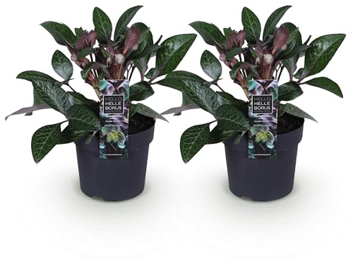 GreenboutiQ - Gartenpflanze - Lenzrose - Helleborus lividus Purple Marble - Lila Blüte - 2 Pflanzen - Immergrün - Topf 14cm Höhe 35cm