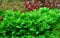Tropica Aquarium Pflanze Staurogyne repens Nr.049G Aquariumpflanze Wasserpflanzen Anubias