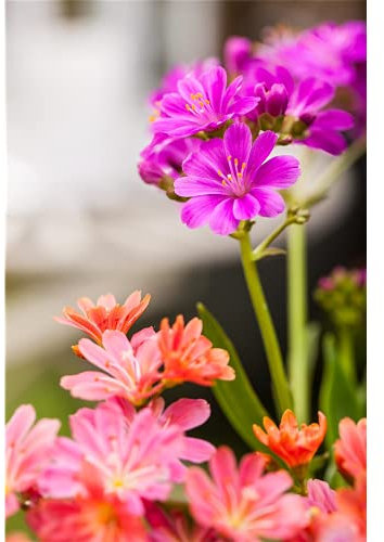 Lewisia cotyledon – Porzellanrösschen – Bitterwurz, lila - im Topf 11 cm, in Gärtnerqualität von Blumen Eber - 11 cm