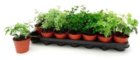 Pack de 18 plantas naturales Hedera Mix, 10-15 cm. Hiedra rastreta. Planta trepadora de hojas verdes decorativa, resistente y fácil de cultivar. Segura Garden.
