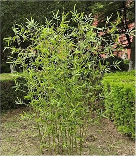 Separé Da Esterno Pianta Finta Di Albero Di Bambù Artificiale Per Giardino Domestico,Canniccio Bambu, Schermata Privacy Parete Verde, Steli Di Bambù Finti Con Foglie Di Plastica 1.5m,10 Bamboo