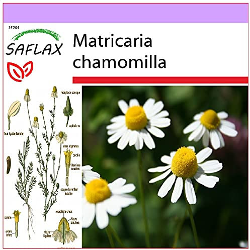 SAFLAX - Camomilla - 300 semi - Matricaria chamomilla