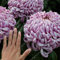 Semi 100PCS del crisantemo del Rainbow fiori ornamentali Bonsai rari colori Nuove scegliere più di crisantemo Semi Flower Garden Piante Brown