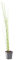 Bloomique - Equisetum Japonicum - Japanischer Schachtelhalm - Teichpflanzen Winterhart - Wasserpflanzen - Zone 2-3 - Höhe 20-30 cm - Topf 9 cm