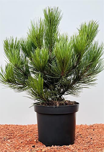 Pinus mugo 'Pumilio' 30-40 cm - Zwerg-Kiefer, kompakter Wuchs, ideal für Steingärten und Kübel, winterhart und pflegeleicht