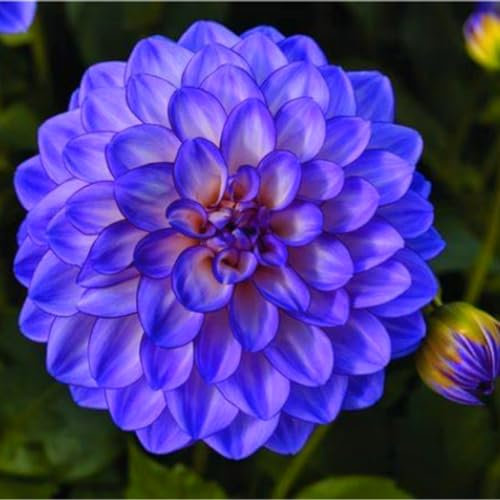 Dahlienzwiebeln - knollen dahlien knollen xxl - dahlien knollen winterhart -dahlien knollen großblumig winterhart -dahlien knollen winterhart rot