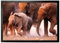 1art1 Elefanten Elefantenherde, Namibia Fußmatte Dekomatte Innenbereich | Design Türmatte 70x50 cm
