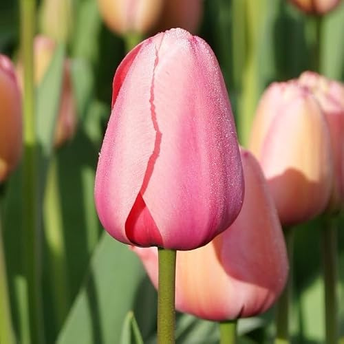 Natural Bulbs Tulipa Pink Impression - BIO 50 Tulpenzwiebeln aus Holland | Groß, rosa und jeden Tag ein bisschen anders