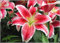 Lilienzwiebeln, Winterharte Stauden,Lilium，Lilien Winterhart MehrjäHrig，Zarte Blumenzwiebeln,Lilium Martagon，Duftende Blumen,Lilien Winterhart-6zwiebeln-A