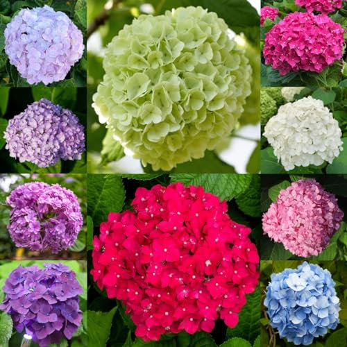 20 piezas Semillas de hortensias resistentes al invierno, Semillas de pradera de flores, plantas de jardín de rocas resistentes Hortensia, Hortensia macrophylla, jardín, plantas al