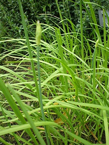 PREMIER SEEDS DIRECT - Garlic/Chinese Chives - 1500 Finest Seeds