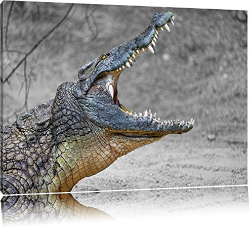 Pixxprint gewaltiges stolzes Krokodil B&W, Größe: 120x80cm, Leinwandbild, fertig gespannt, Wandbild, Dekoration, Kunstdruck, kein Poster