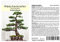 Seedeo® Mädchenkiefer (Pinus parviflora) Bonsai 15 Samen