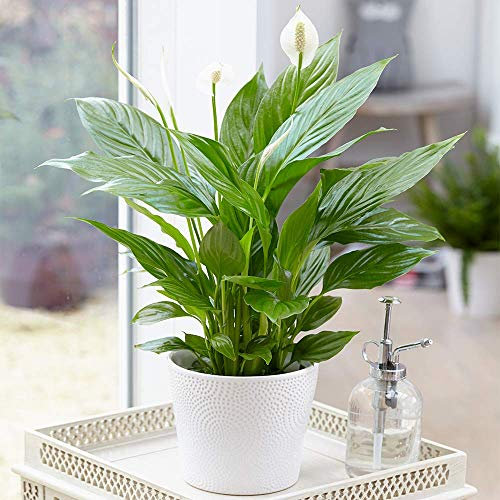 Spathiphyllum Peace Lily Indoor Plant - Air-Purifying Houseplant in 9cm Pot, Ideal for Home Office, Kitchen, Bedroom and Living Spaces, Offers Serene Beauty and Improved Air Quality