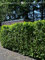 Kirschlorbeer Prunus Novita 140-160 cm IM TOPF. 12 St. Kirschlorbeer Hecke
