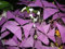 5 x Oxalis Triangularis Purpurea Blumenzwiebeln -