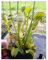 Dionaea muscipula Redline - Venusfliegenfalle - 5 Samen